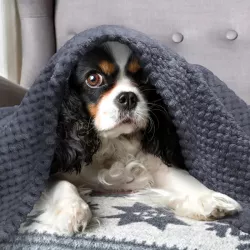 Żakardowy, tkany koc flanelowy dla zwierząt - 8719138047598