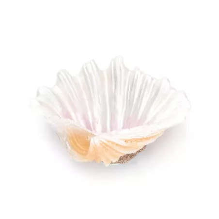 Otwarta muszla 10.5x8x4.5cm dekoracja z żywicy i kryjówka dla rybek - 8719138051304