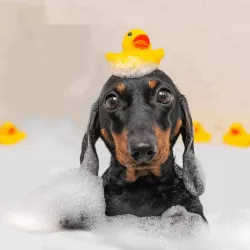 Szampon o zapachu drzewa herbacianego dla psów z czarną sierścią - 8719138126705