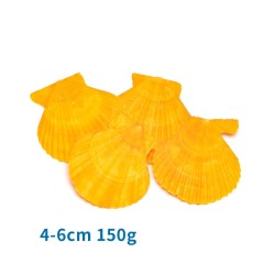 Muszle przegrzebków żółte dekoracyjne 4-6cm opak. 150gr do akwarium - 8719138182220