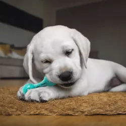 Kostka gryzak z dozownikiem karmy dla psów piszcząca zabawka 16 cm - 8719138197743