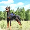 Uprząż dla psa XXL wytrzymałe komfortowe szelki obwód klatki 86-118 cm - 8719138199433