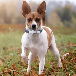 Obroża dla psa - 8719138200351