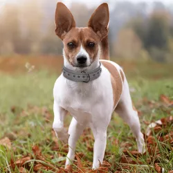 Obroża dla dużego psa - 8719138201365