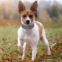 Obroża dla dużego psa - 8719138201372