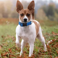 Odblaskowa obroża dla psa rozmiar M 2.5*46-66cm z klamrą - 8719138201440