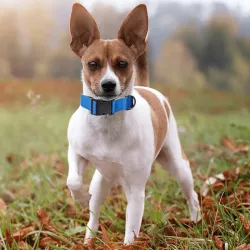 Odblaskowa obroża dla psa rozmiar XL 5*60-80cm z klamrą - 8719138201464