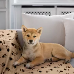 Stewer dla zwierząt wzór w łapy - 8719138034000