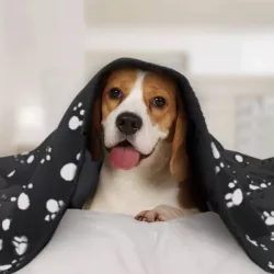 Stewer dla zwierząt wzór w łapy - 8719138034024