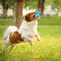 Świecąca odbijająca się piłka LED z kolcami jeżyk 5.5 cm do zębów - 8719138044870